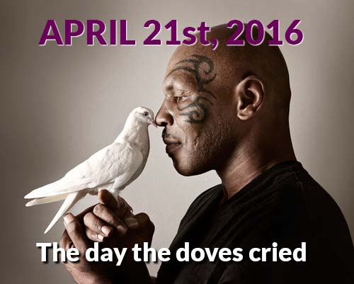 Tyson Kissing Dove