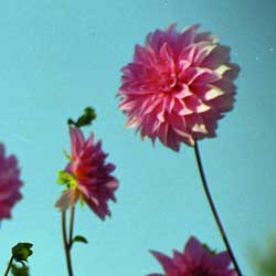 Deno Kouris Photography